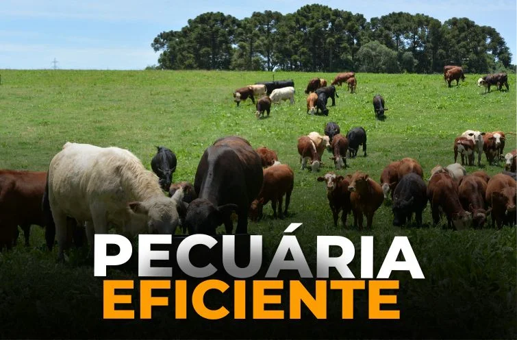 Gado em pasto com cerca elétrica