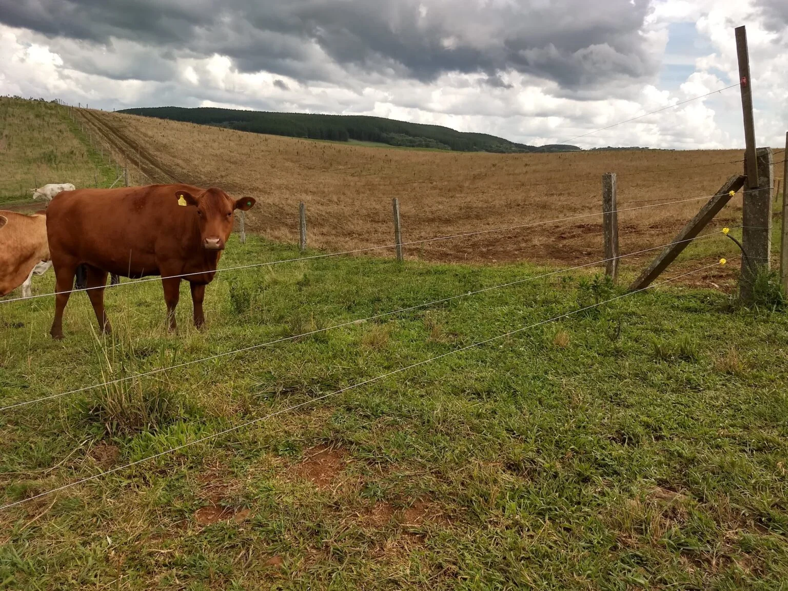 Cerca Elétrica para Pequenas Propriedades: Soluções Acessíveis