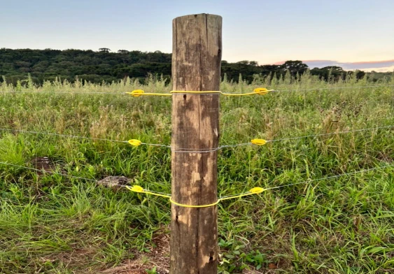 Dicas de Segurança para Crianças e Animais Domésticos