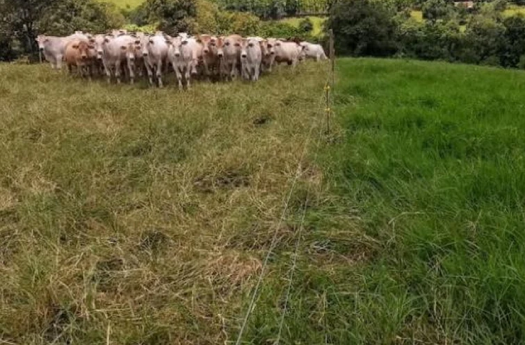 Manejo intensivo da pastagem- Cases