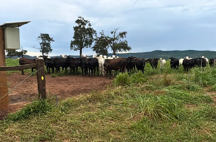 10 dicas essenciais na hora de comprar cerca elétrica rural