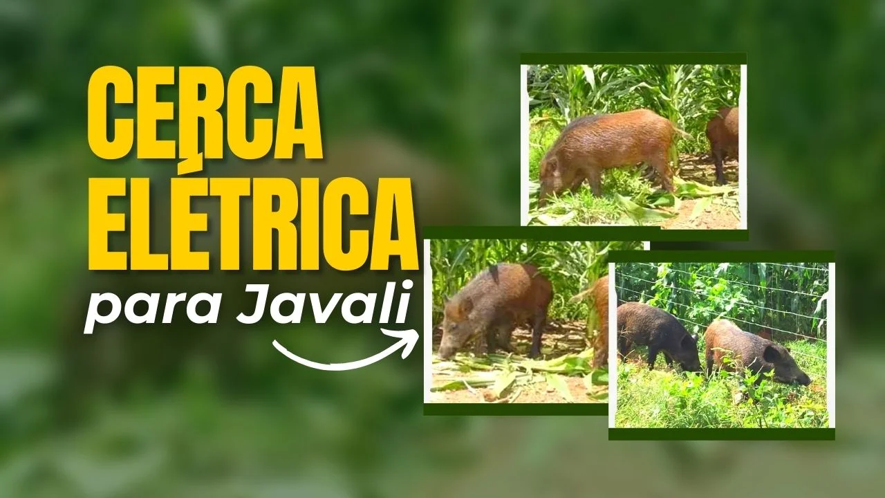 Cerca Elétrica para Javali